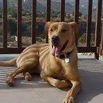 Alojamento de Acomodação e Pequeno-almoço 